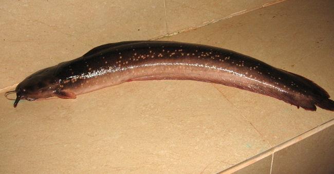 Cũng trong báo cáo ngày 18/12/2012 của FFI, trong số 36 loài được phát hiện vào năm 2011 tại Việt Nam có loài cá da trơn “biết đi” được phát hiện tại vùng suối nước ngọt tại đảo Phú Quốc. Chúng có thể dùng vây ngực để đứng thẳng và di chuyển giống như rắn.